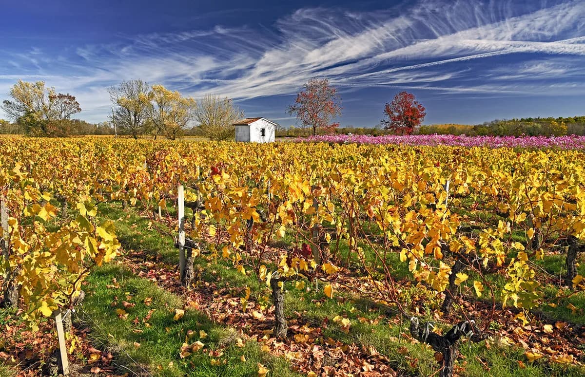 Bordeaux
